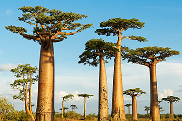 馬達(dá)加斯加曼達(dá)貝機(jī)場(chǎng)三字代碼(WMD),曼達(dá)貝機(jī)場(chǎng)(Mandabe Airport)四字碼,馬達(dá)加斯加機(jī)場(chǎng)三字碼查詢